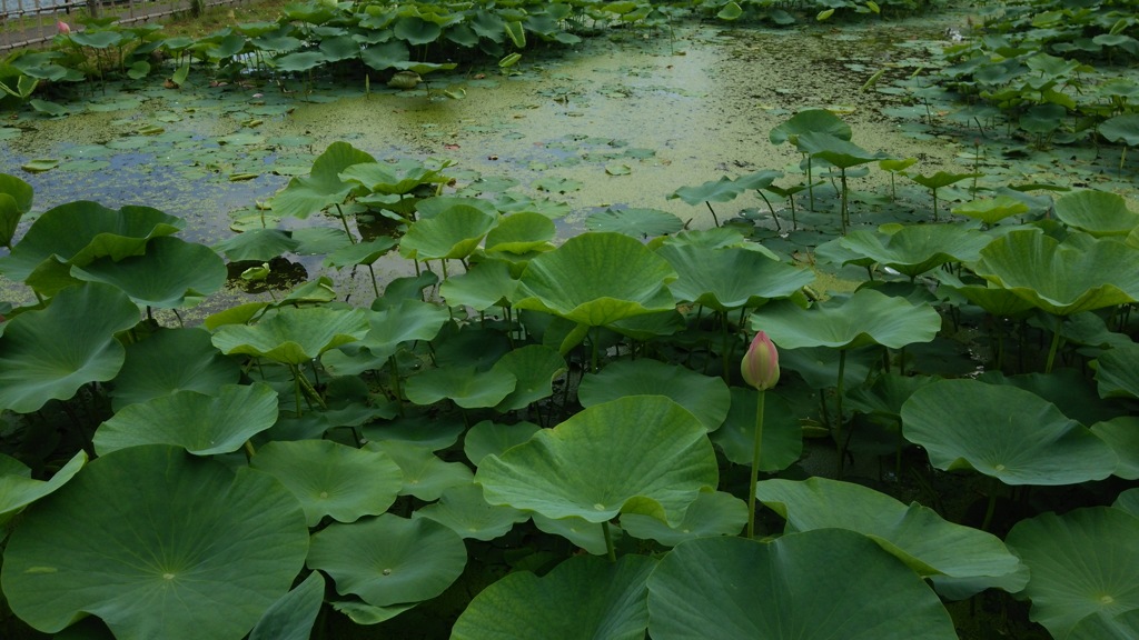 蓮池