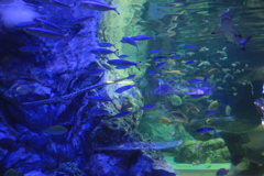 水族館