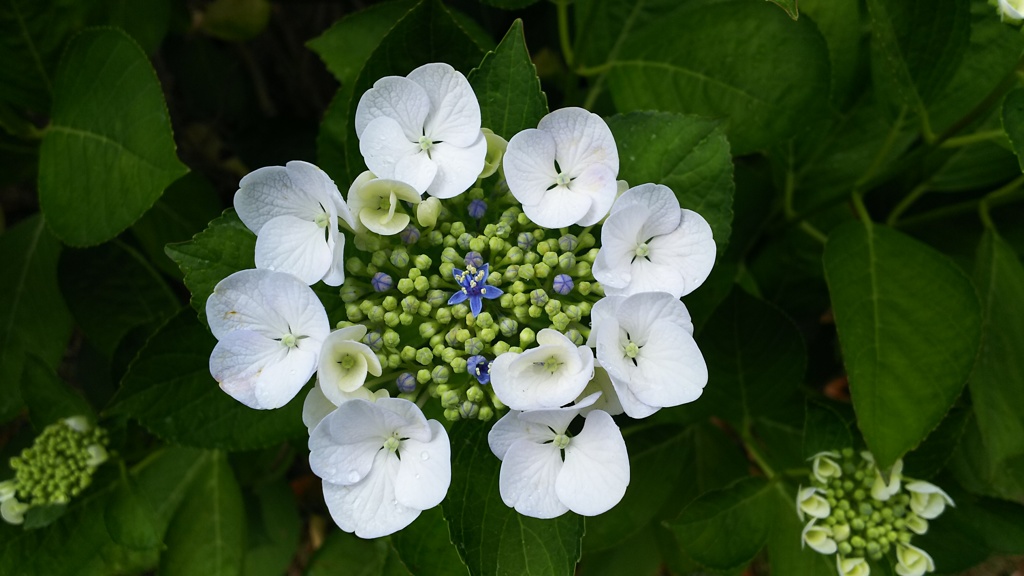 紫陽花