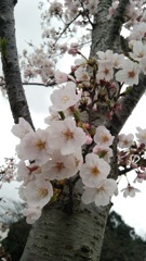 さくら