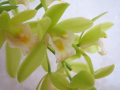 蘭
