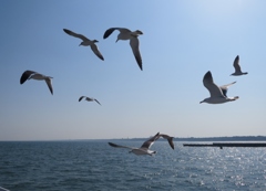 sea gull