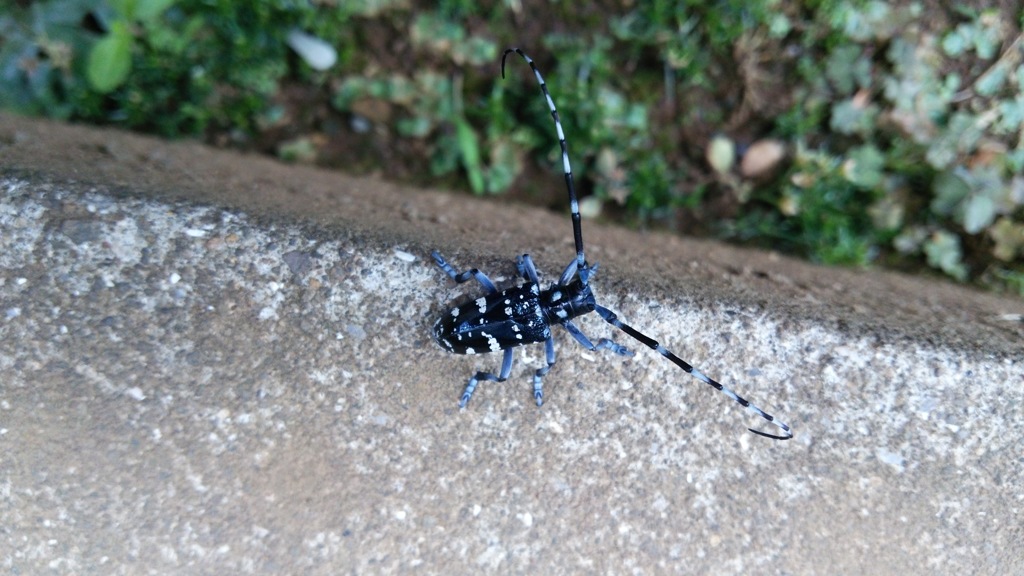 カミキリ