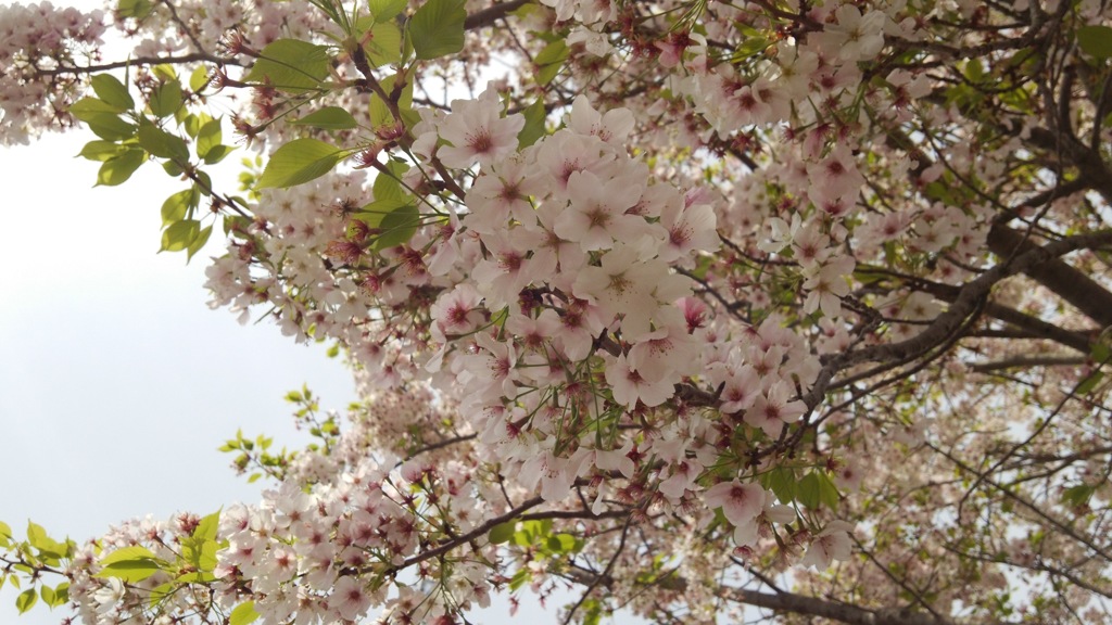 桜
