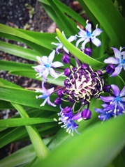 flower*