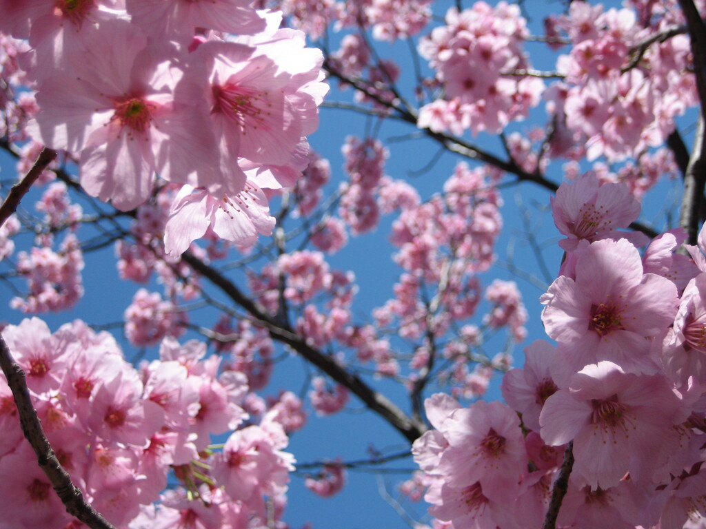 桜