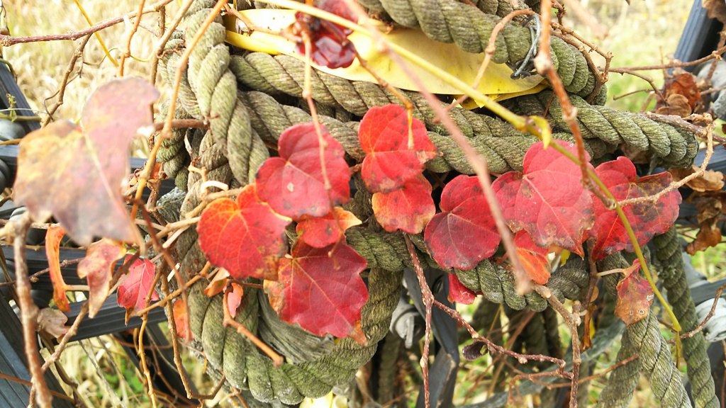 autumn