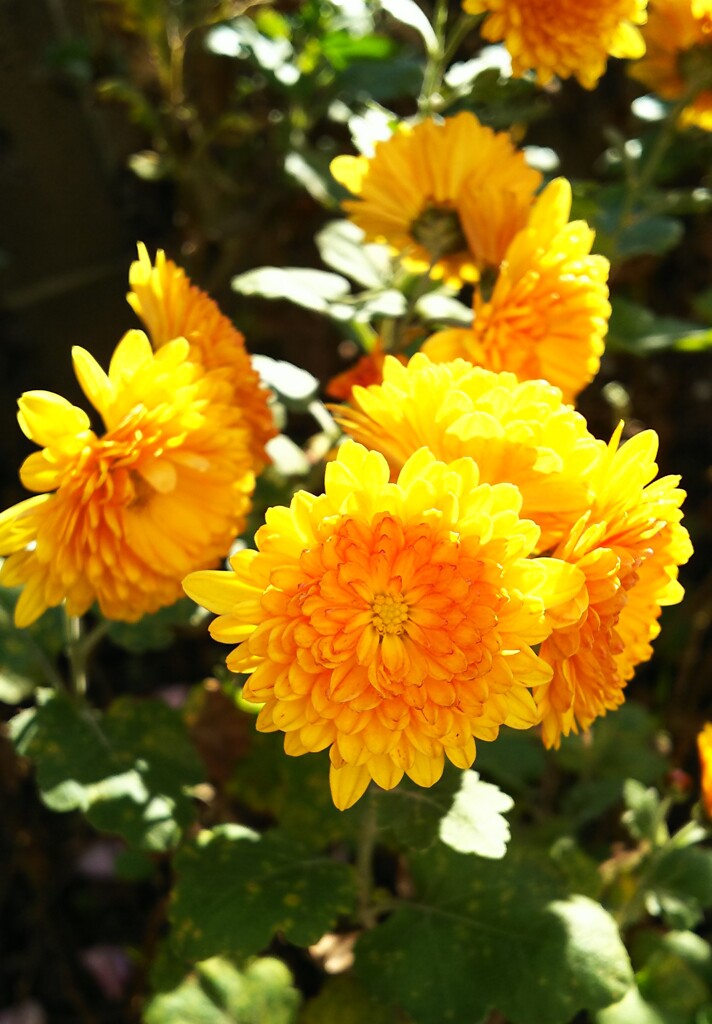 菊