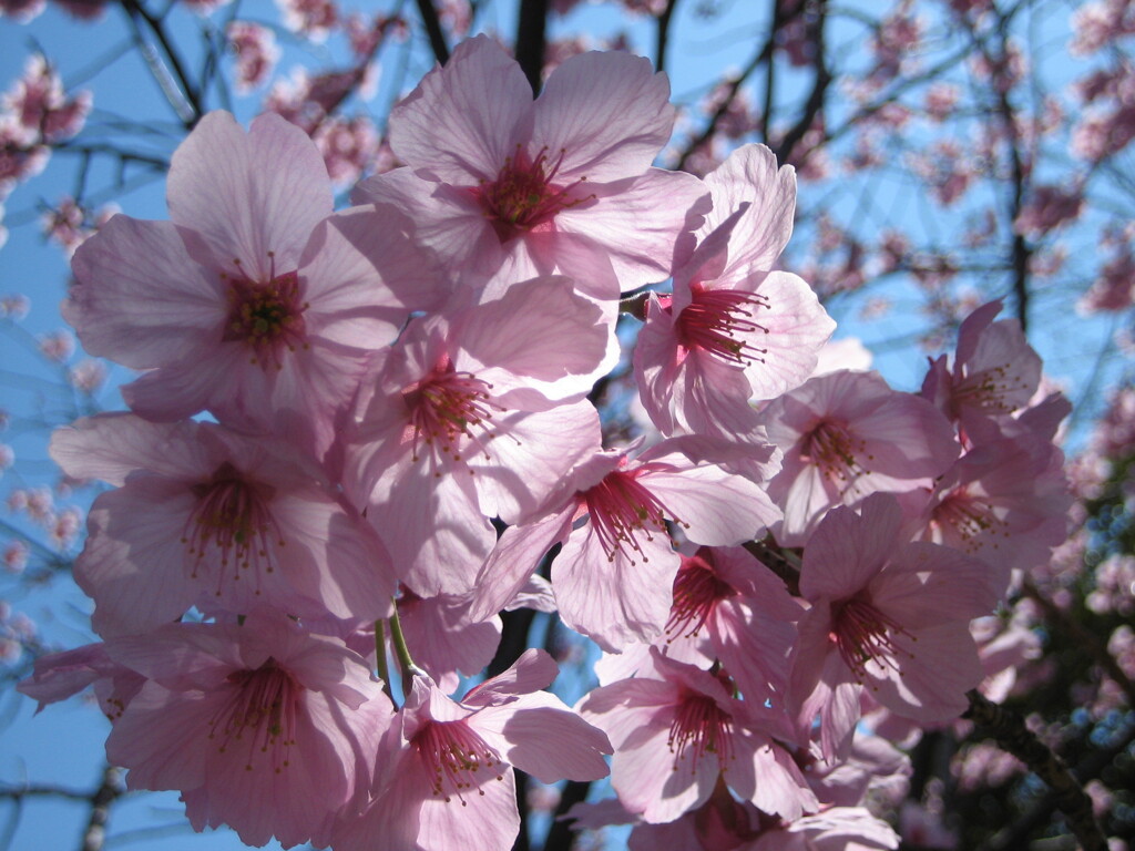 桜