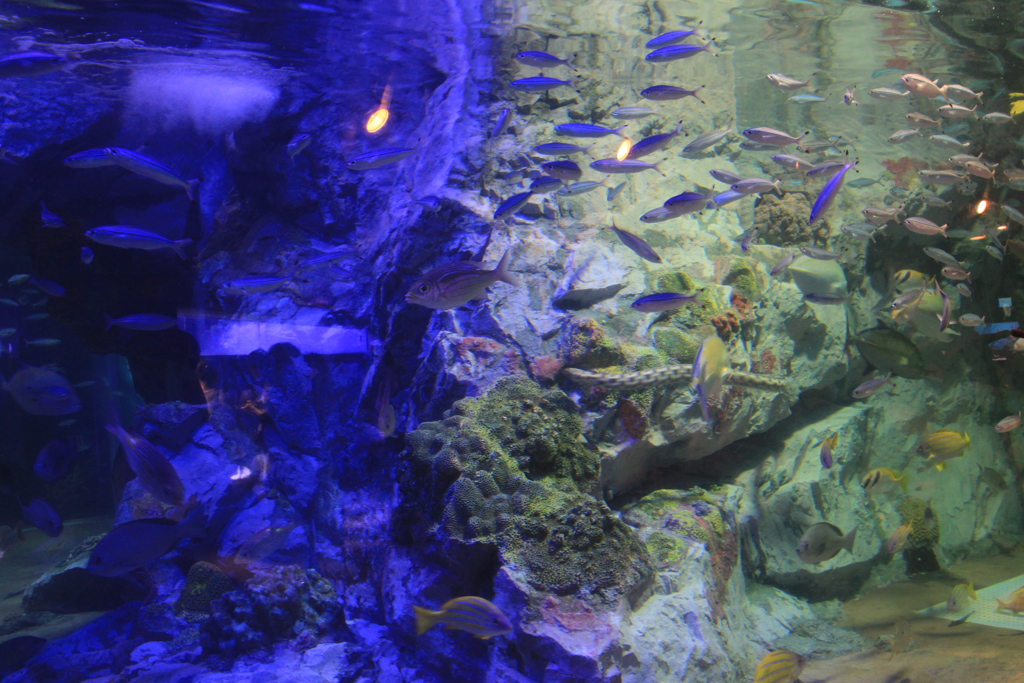 水族館