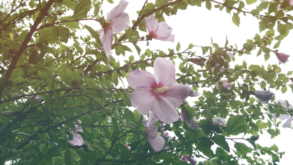  芙蓉