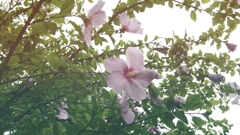  芙蓉