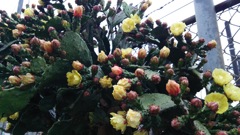 怪花