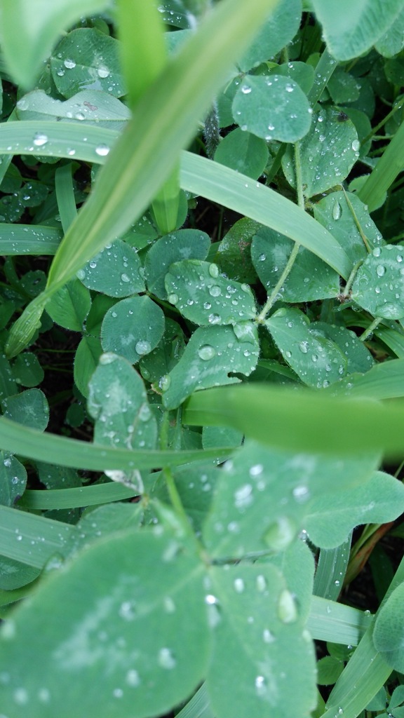 雨降り