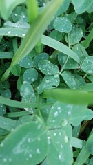 雨降り