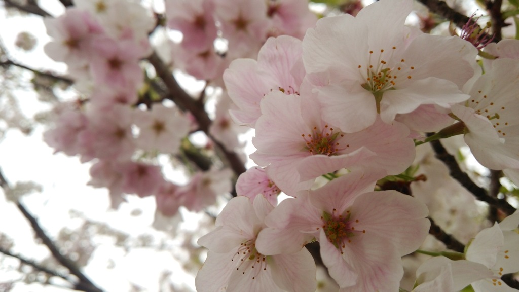 桜