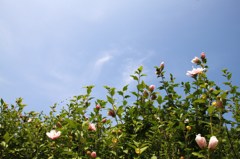 梅雨明け