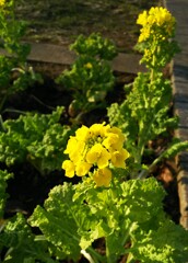 菜の花