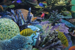 AQUARIUM