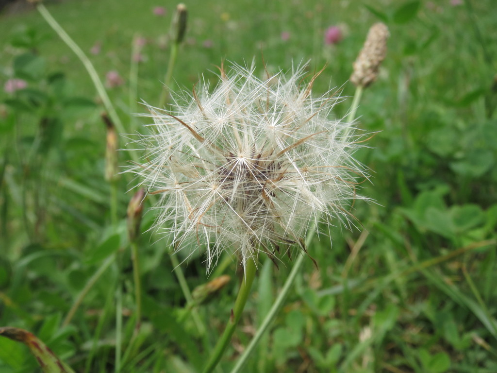 綿毛
