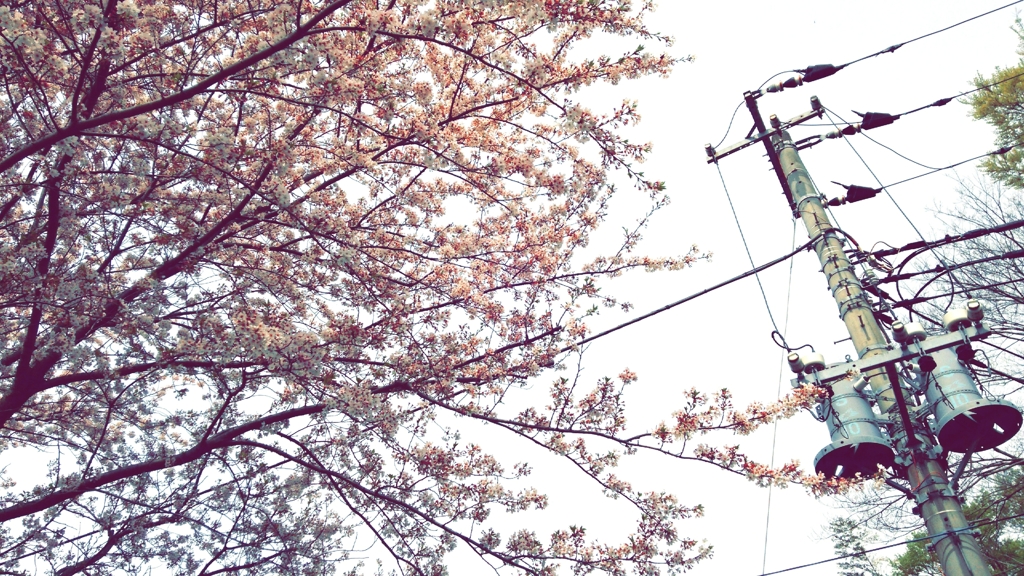 電柱と桜