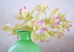 蘭の花