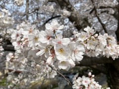 桜