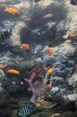aquarium