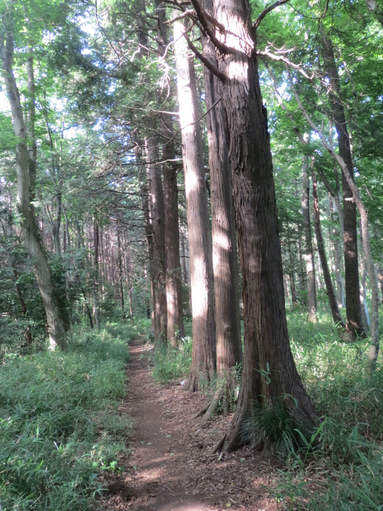 林
