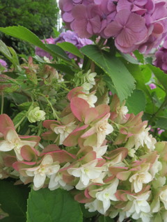 june***