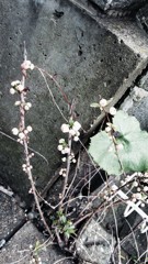 chasm