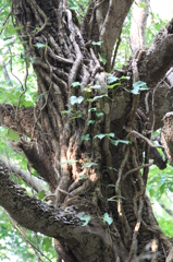 樹木