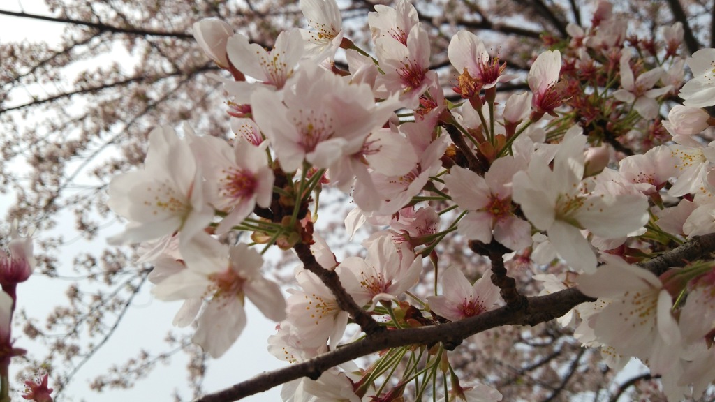 桜