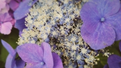 紫陽花