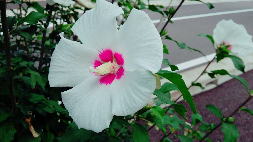 芙蓉