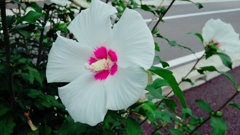 芙蓉