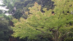 もみじ