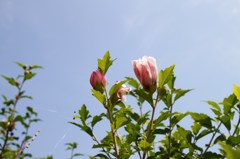 芙蓉