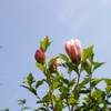 芙蓉