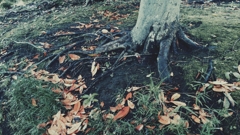 根
