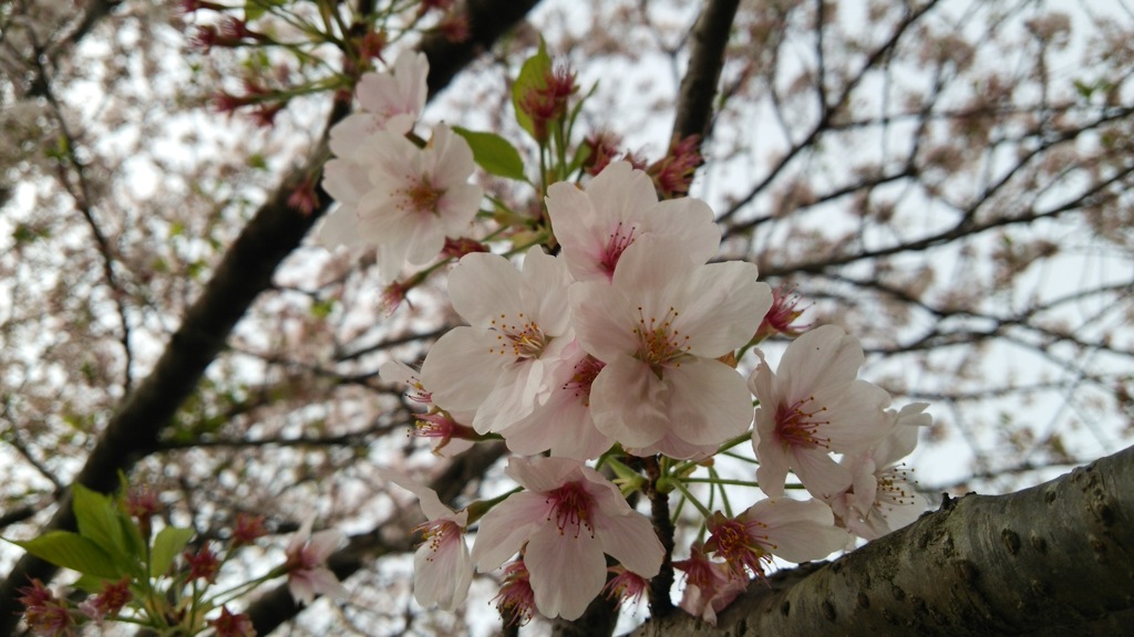 桜