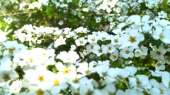 雪柳*