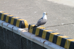 かもめ
