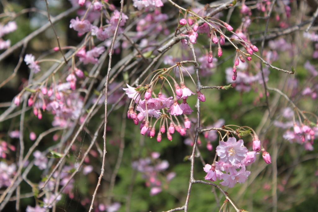 桜