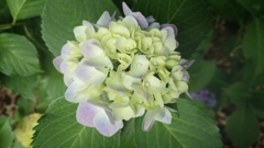 紫陽花