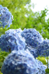 紫陽花2