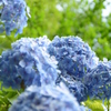 紫陽花2