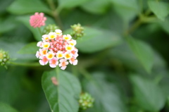 紫陽花4