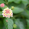 紫陽花4