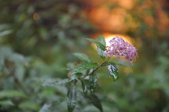 キャナルシティ　花2